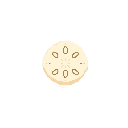 Sand Dollar
